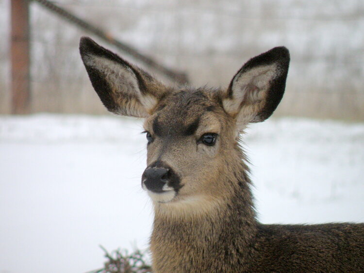 Deer ~ Fawn