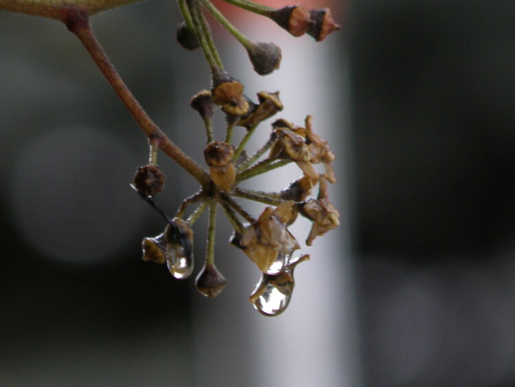 POD...JAN #3/15...Ivy umbel/raindrops