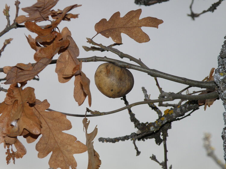 POD...JAN #3/15...Oak tree gall
