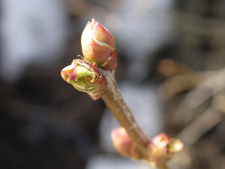 POD...JAN #4/15...Lilac buds