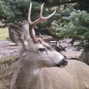 Deer ~ 3 point Buck