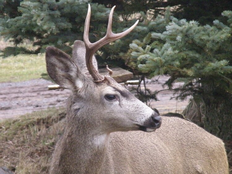 Deer ~ 3 point Buck