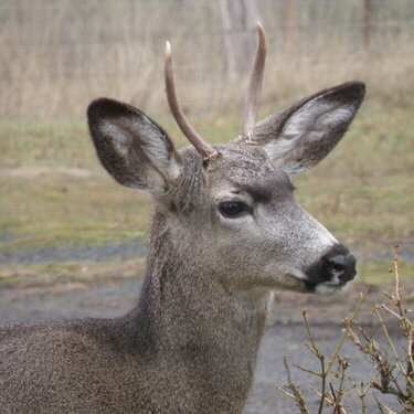 Deer ~ Spike