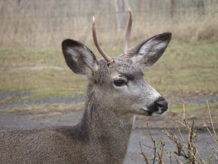 Deer ~ Spike