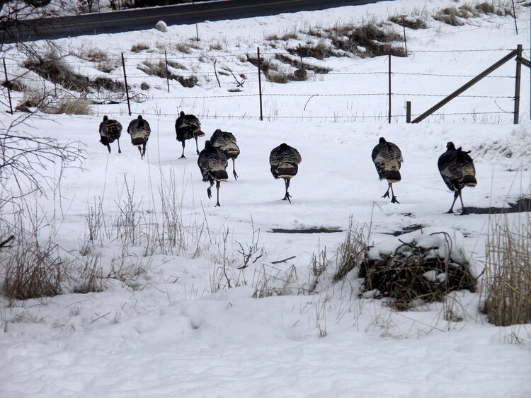 JAN 2016 / Photo Fun / #5 Turkey Trot