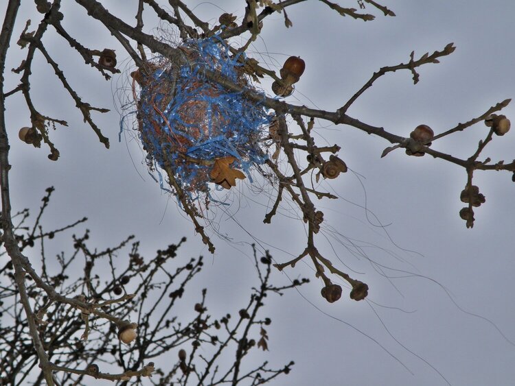 POD...JAN #11/15...Bird&#039;s nest
