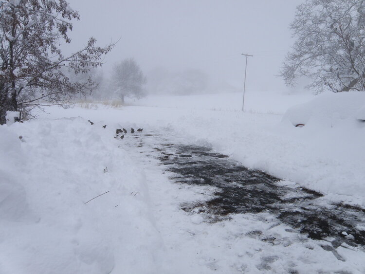 POD...JAN 2/15...Snow + Driveway = Shoveling