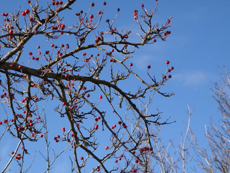 Paul&#039;s Scarlet English Hawthorn berries/Blue sky
