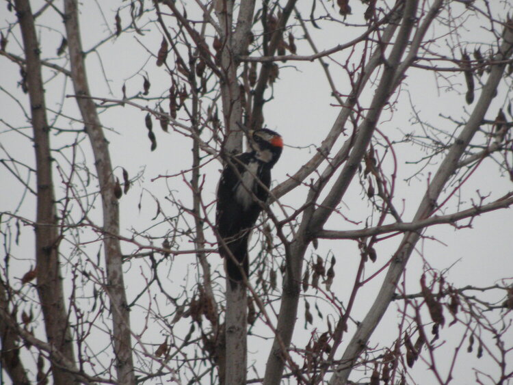 Hairy Woodpecker, Interior West