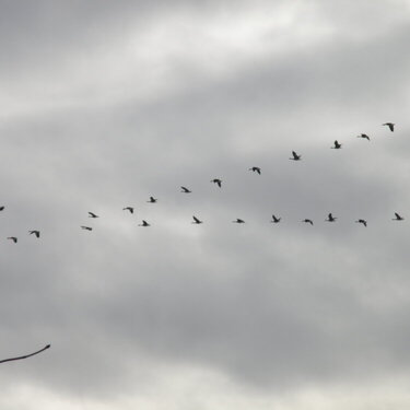 JAN 2021 / Mini #10 Monochrome / Canada Geese