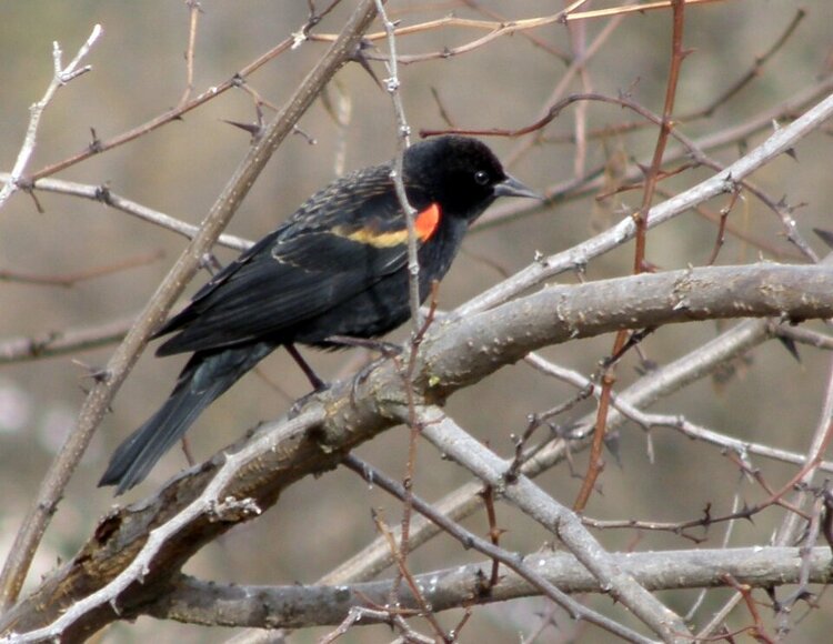 POD...FEB #1/15... Red-winged Blackbird
