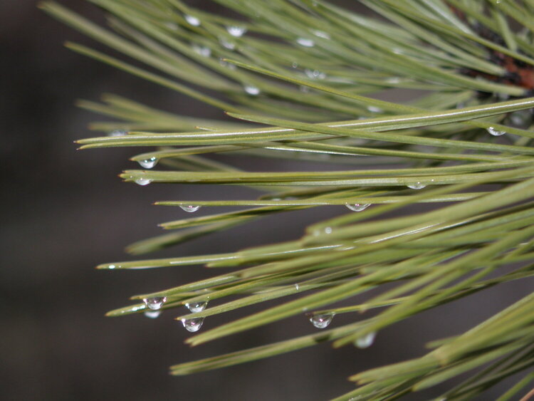 Pine needles/Raindrops