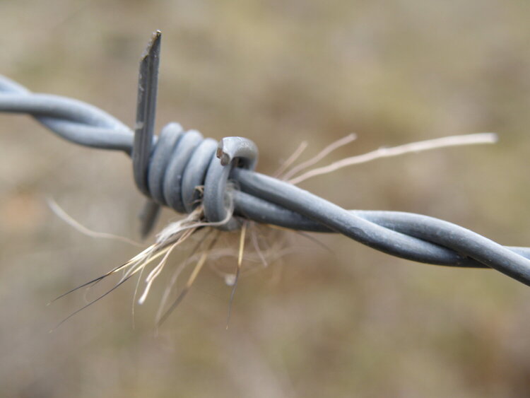 Barbed wire/Deer hair