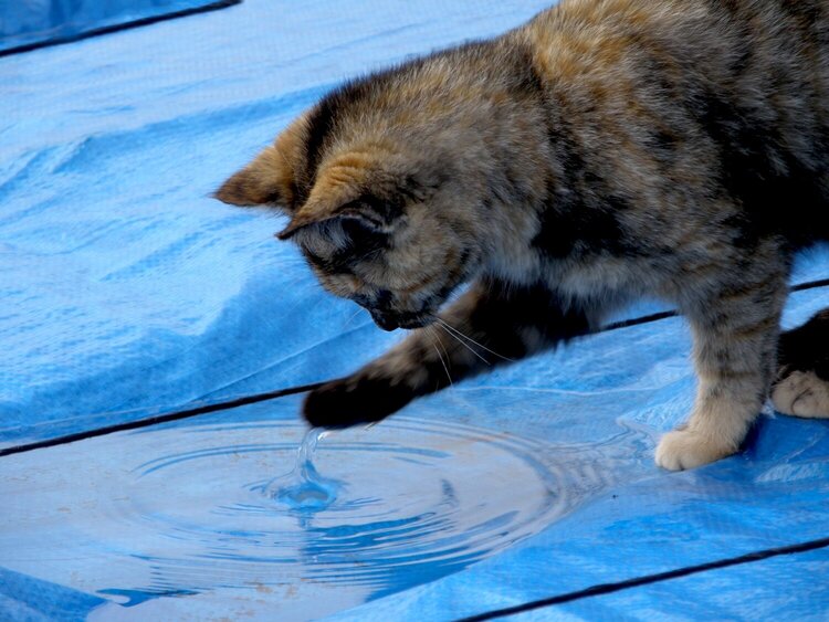 POD...FEB #5/15...Kitten/Water