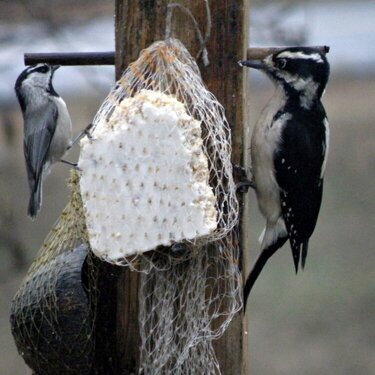 POD...FEB #6/15...Dining companions