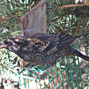 Red-winged Blackbird ~ f