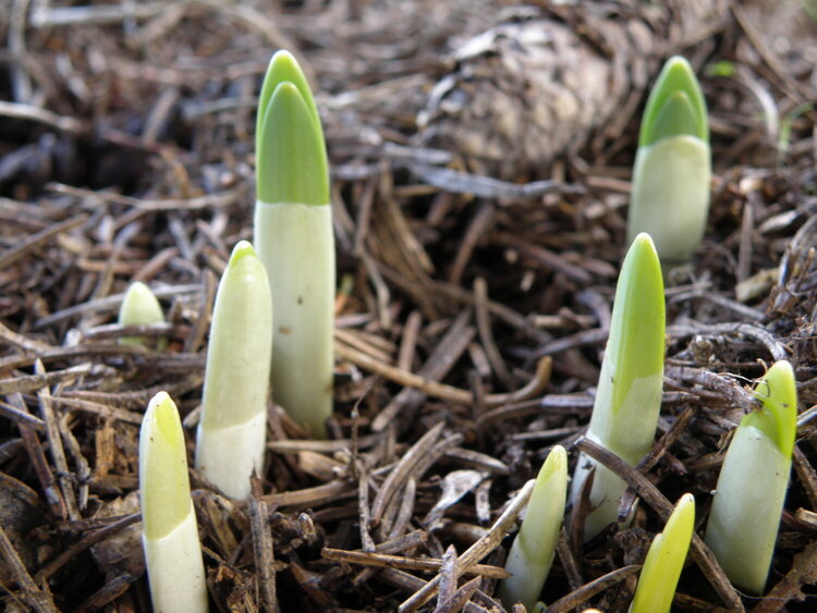 JFF...POD...Daffodils