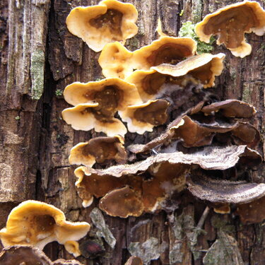 Polypore mushrooms