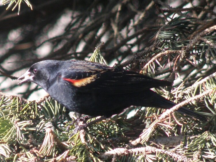 Red-winged Blackbird ~ m