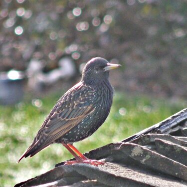 European Starling