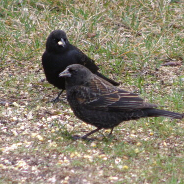 POD...FEB #10/15...Pair of Red-winged Blackbirds