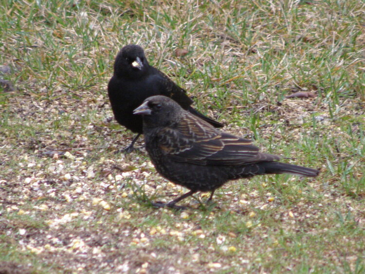 POD...FEB #10/15...Pair of Red-winged Blackbirds