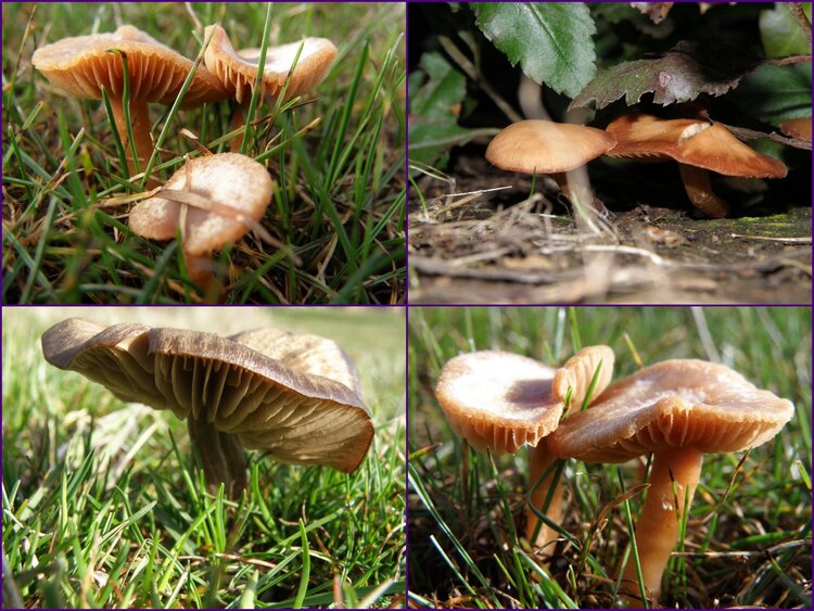 JFF...POD...Mushroom collage