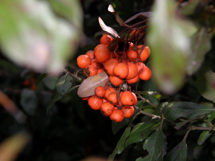 Firethorn berries