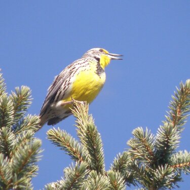 Western Meadowlark