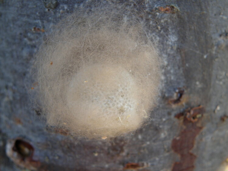 POD...FEB #14/15...Spider&#039;s egg sac...front view