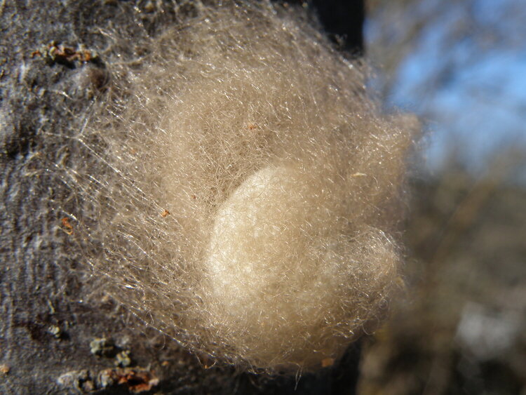 POD...FEB #14/15...Spider&#039;s egg sac...side view