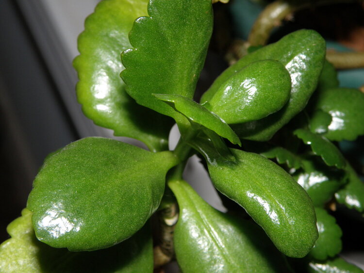 Foliage of &quot;White blooms&quot;