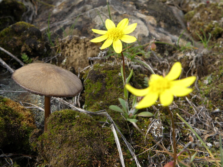 JFF...POD...Gold Star wildflowers/Mushroom