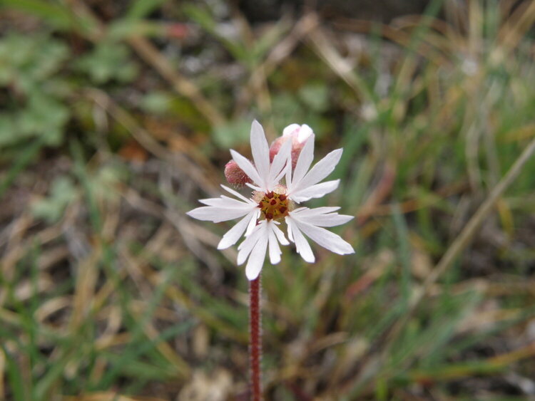 POD...FEB #15/15...Woodland Star wildflower