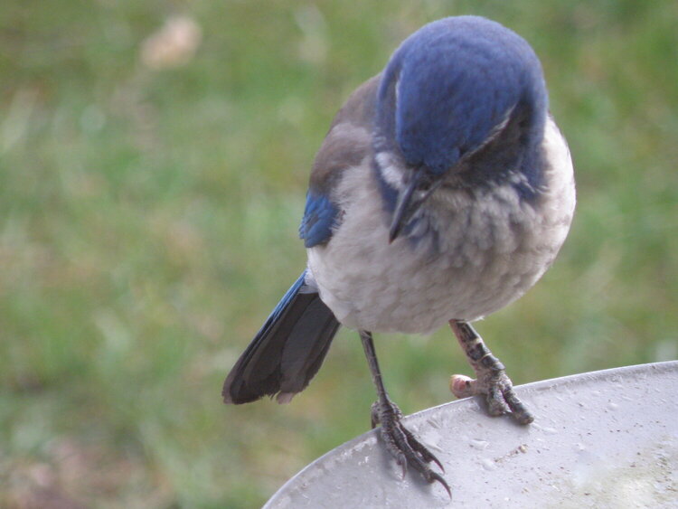 FEB 2015 / Photo Fun / #8 Scrub Jay