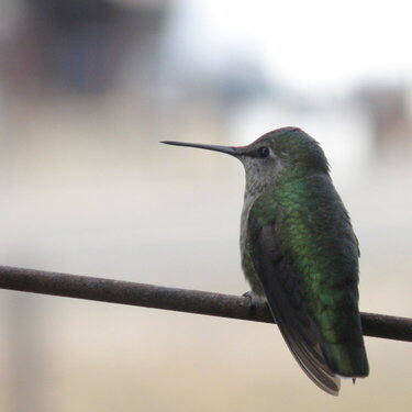 MAR 2021 / Mini #8 Green / Hummingbird