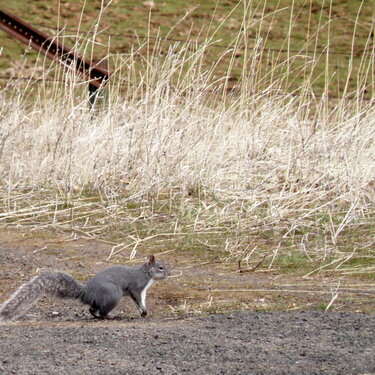 MAR 2021 #6 Western Gray Squirrel