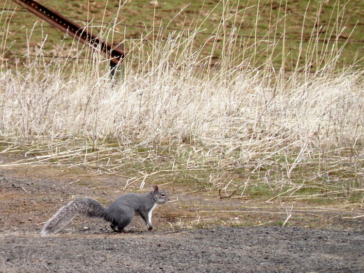 MAR 2021 #6 Western Gray Squirrel
