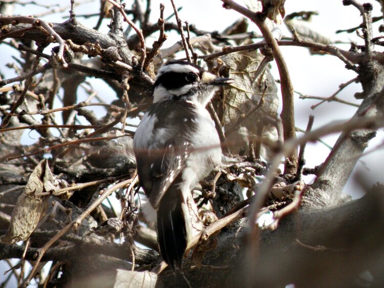 POD...MAR #4/15...Downy Woodpecker