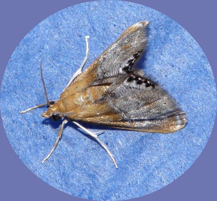 POD...MAR #4/15...Sooty-winged Chalcoela Moth