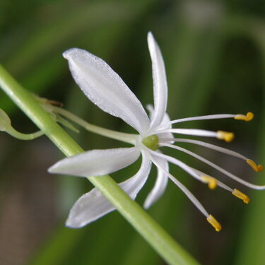 POD...MAR #5/15...Spider plant flower