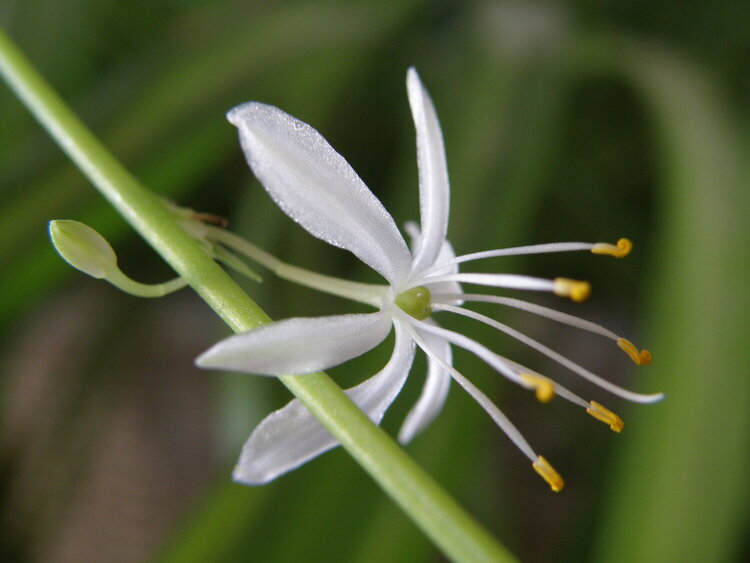 POD...MAR #5/15...Spider plant flower