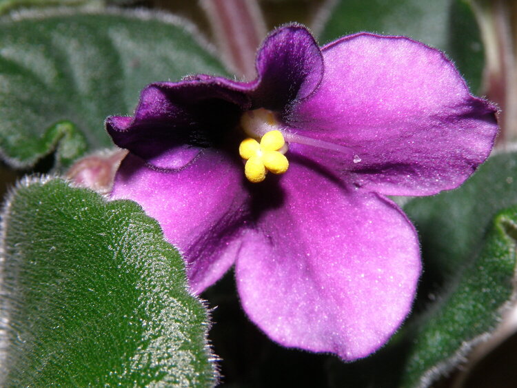 MINI MAR...4 New bloom...African Violet