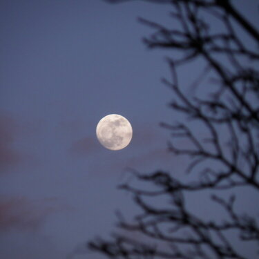 POD...MAR 1/15...Moon/Branches