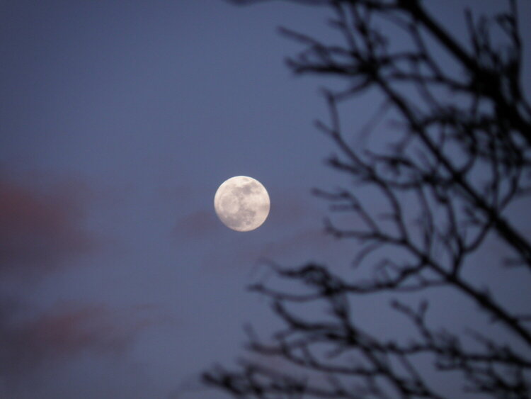 POD...MAR 1/15...Moon/Branches