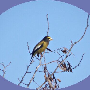 POD...MAR #6/15...Evening Grosbeak