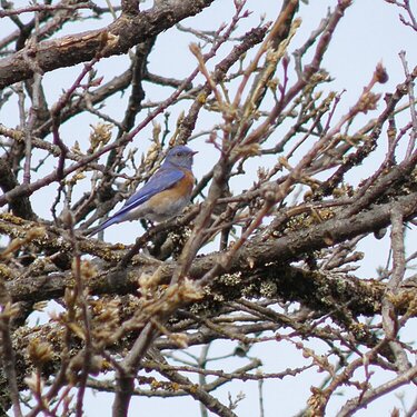 POD...MAR 2/15...Bluebird