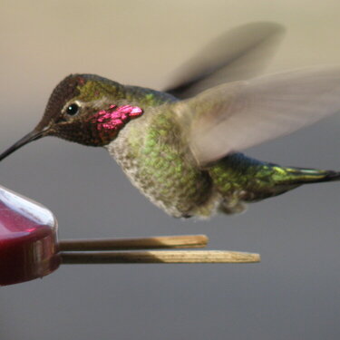 MAR 2021 #1 Anna&#039;s Hummingbird