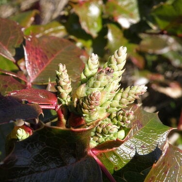 POD...MAR 7/15...New buds