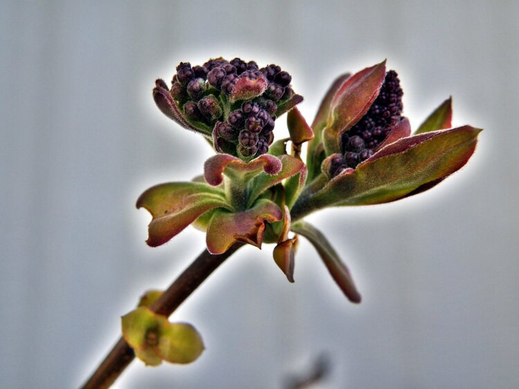 Lilac buds/leaves...3-19-10